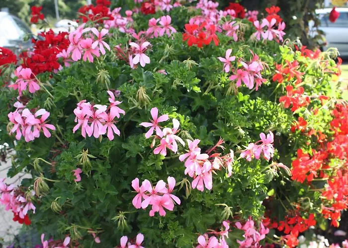 西欧瑟恩住宿加早餐旅馆